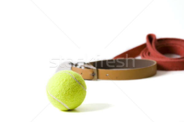 Stok fotoğraf: Köpek · tasma · kayışı · tenis · topu · beyaz · tenis · top