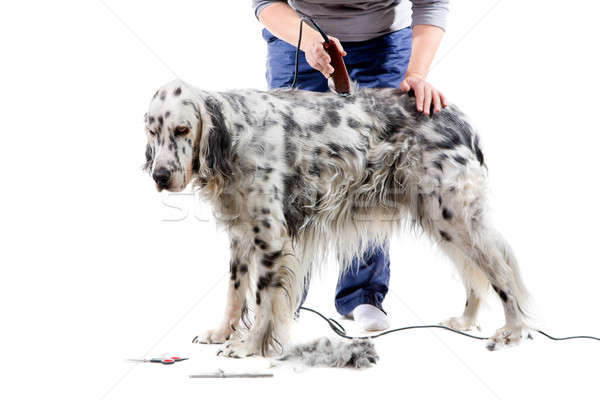 Câine profesional engleză izolat alb păr Imagine de stoc © alexeys