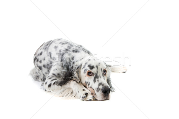 Foto stock: Inglés · retrato · aislado · blanco · animales · hermosa