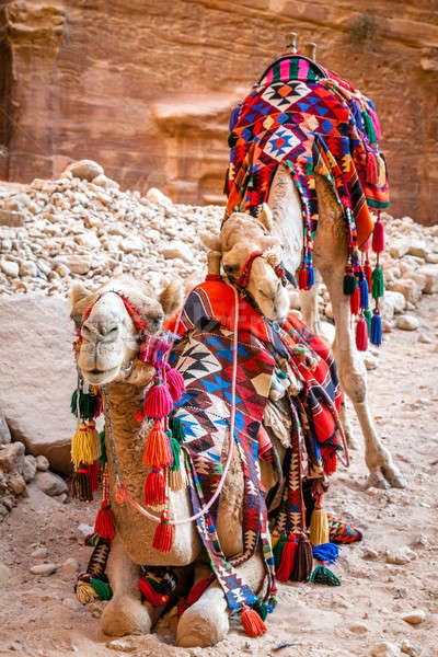 Camelos par coberto colorido deserto belo Foto stock © alexeys