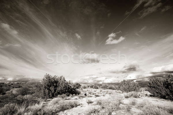 Stock photo: Arizona high desert