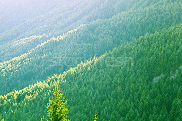 Kiefer Bäume Wald Berghang New Zealand Landschaft Stock foto © alexeys