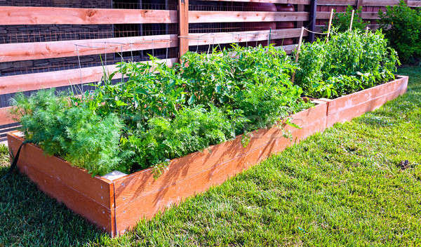 Stock photo: Vegetable garden