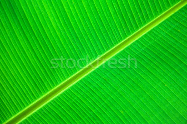 Foglia verde dettaglio primo piano sole Foto d'archivio © alexeys