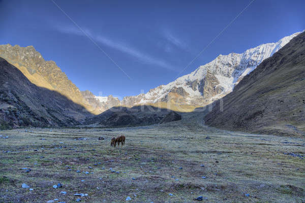 Morning in the Andes  Stock photo © alexeys