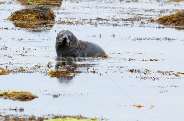 Sea Lion Stock photo © alexeys