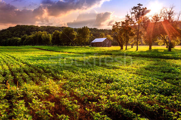 Wiejskie sceny piękna wieczór scena wiejski Kentucky Zdjęcia stock © alexeys