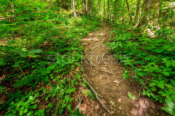 Rugged trail Stock photo © alexeys