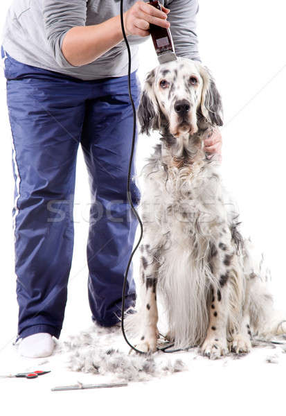Câine profesional engleză izolat alb Unelte Imagine de stoc © alexeys