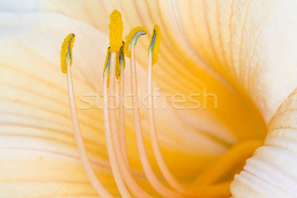 Fleurir macro image à l'intérieur résumé nature [[stock_photo]] © alexeys