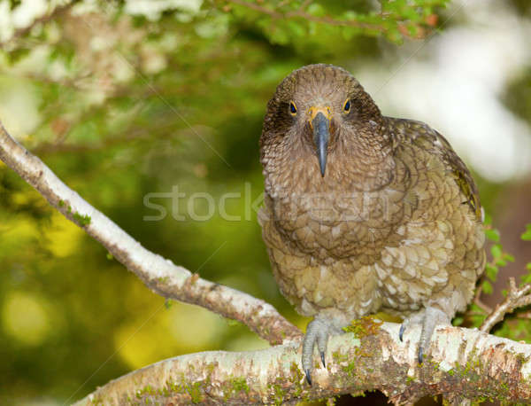 Kea Parrot Stock photo © alexeys