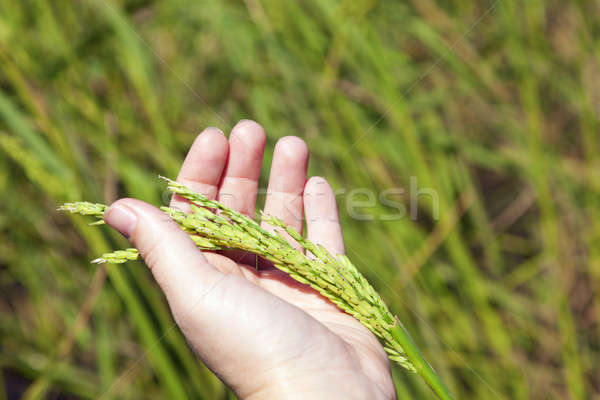 Rice Stock photo © alexeys