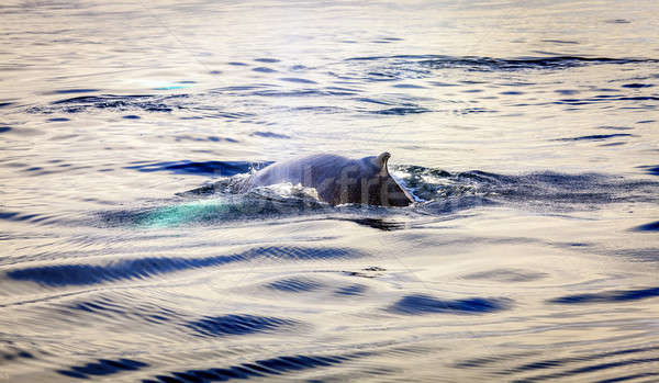 Humpback whales Stock photo © alexeys