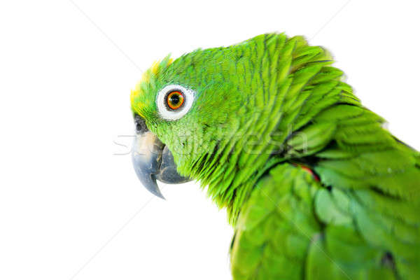Amazon Parrot портрет большой изолированный белый Сток-фото © alexeys