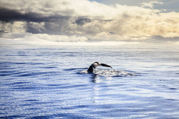 Humpback whale Stock photo © alexeys