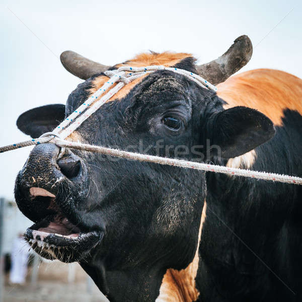 Stier kämpfen drehen Kampf traditionellen rot Stock foto © alexeys