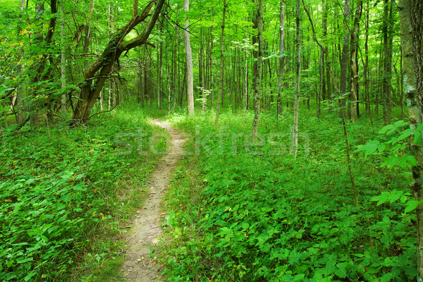 Footpath in the woods Stock photo © alexeys
