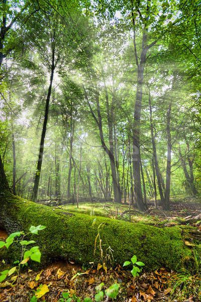 Erdő gyönyörű jelenet nap mögött fák Stock fotó © alexeys