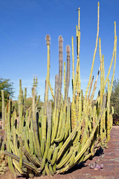 Orgel pijp cactus afbeelding Arizona Stockfoto © alexeys