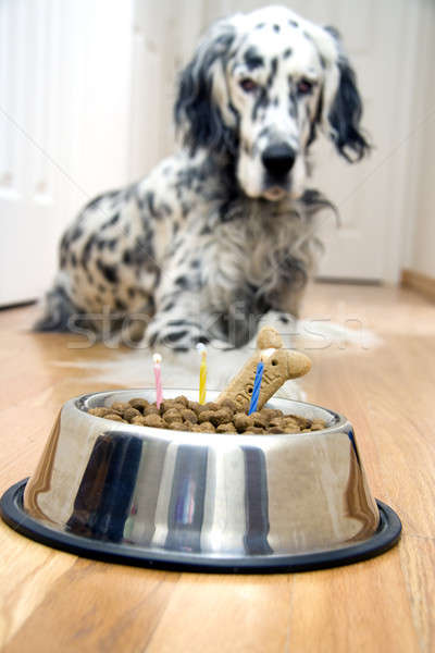 Anniversaire chien gâteau d'anniversaire bougies [[stock_photo]] © alexeys