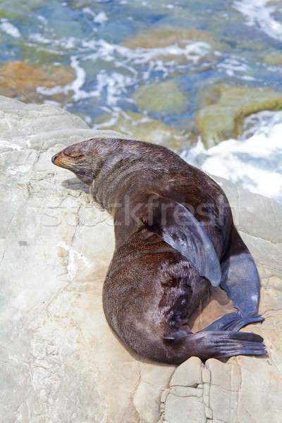 アシカ シール ライオン 日光浴 岩 ニュージーランド ストックフォト © alexeys