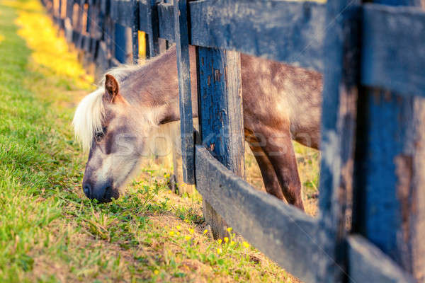 Póni kívül kerítés fű természet ló Stock fotó © alexeys