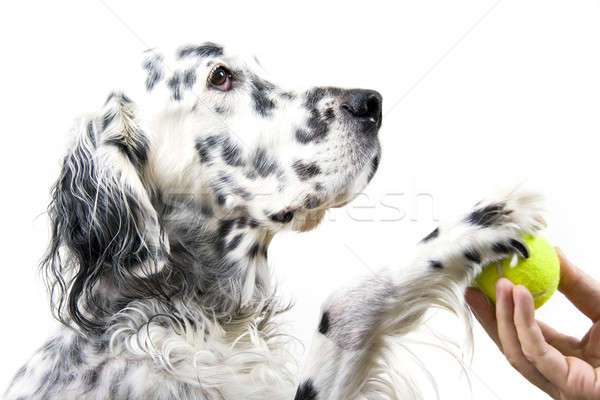 Stockfoto: Engels · eigenaar · spelen · tennisbal · bal · zwarte