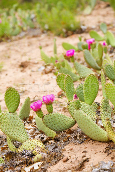 Pink Cactus Flower Stock photo © alexeys