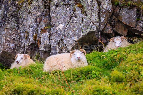 Icelandic sheep Stock photo © alexeys