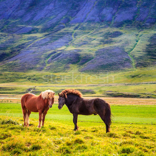 Gyönyörű testtartás Izland természet ló mező Stock fotó © alexeys