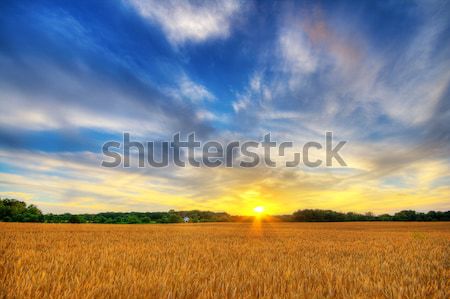 Wheat sunset Stock photo © alexeys