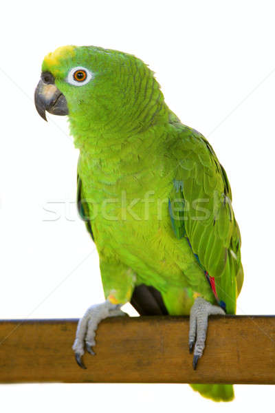 Amazon papagáj nagy ül fából készült palánk Stock fotó © alexeys