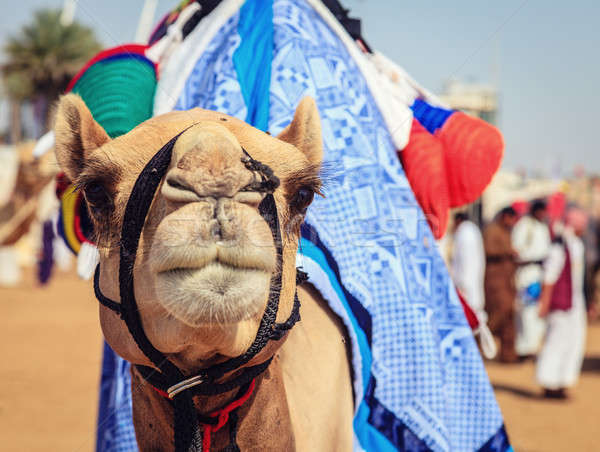 Yarış deve portre atış kulüp hayvan Stok fotoğraf © alexeys