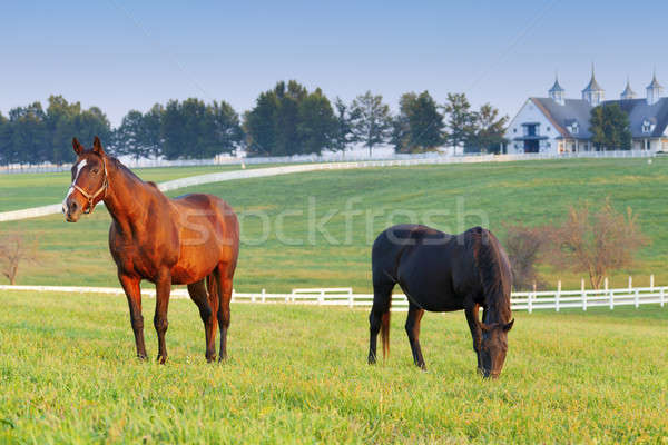 Cal fermă cai Kentucky cer iarbă Imagine de stoc © alexeys