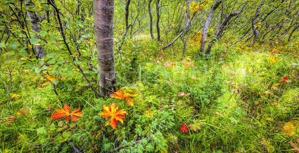 Islandic forest Stock photo © alexeys