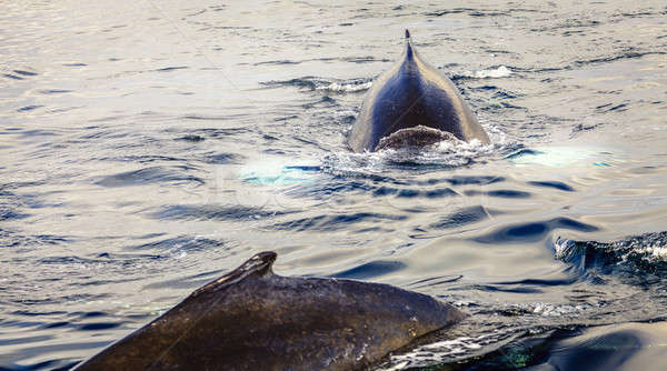 Humpback whales Stock photo © alexeys