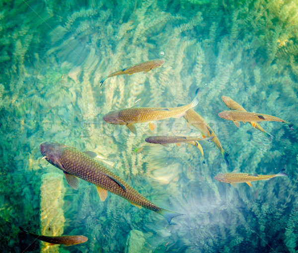 Lake fish Stock photo © alexeys