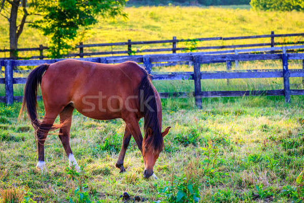 At güzel kestane kısrak çiftlik Stok fotoğraf © alexeys