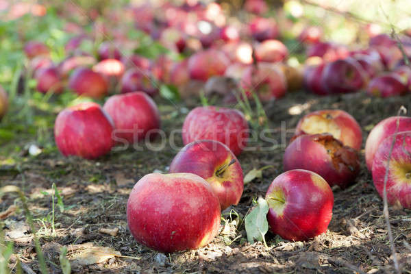 Pommes sol verger de pommiers Kentucky fruits jardin [[stock_photo]] © alexeys