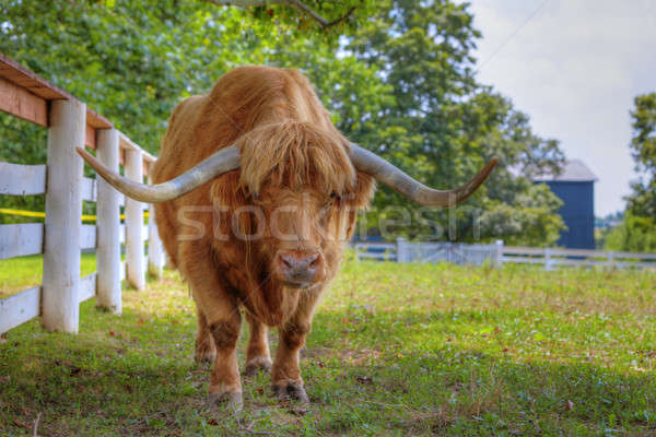 Ox primo piano ritratto toro farm capelli Foto d'archivio © alexeys