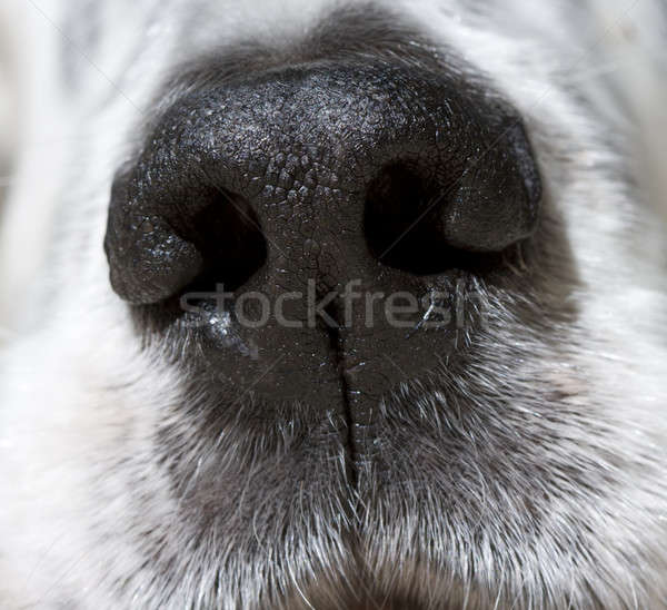 Nosa shot psów czarny skóry Zdjęcia stock © alexeys