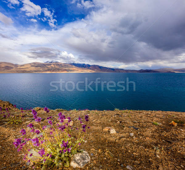 Lake Tso Moriri Stock photo © alexeys