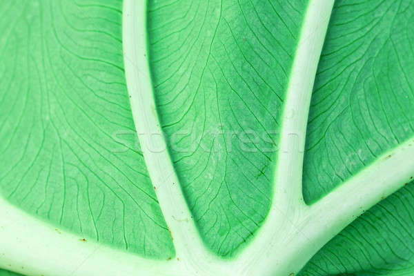 葉 マクロ 画像 静脈 構造 緑色の葉 ストックフォト © alexeys