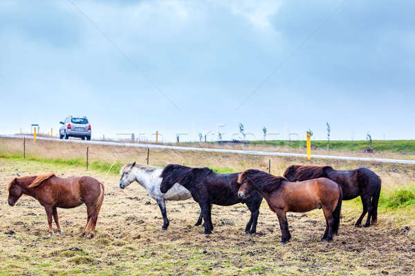 Icelandic ponies Stock photo © alexeys