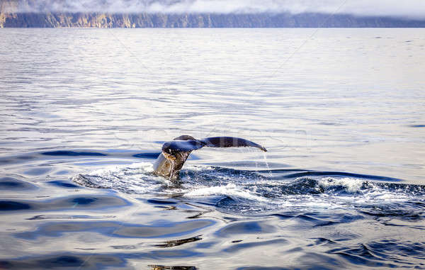 Bálna búvárkodik északi Izland úszik állat Stock fotó © alexeys