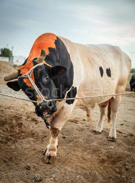 Stier kämpfen drehen Kampf traditionellen Porträt Stock foto © alexeys