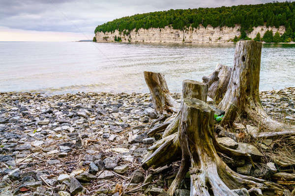 Jezioro Michigan drzewo brzegu ślimak powłoki Zdjęcia stock © alexeys