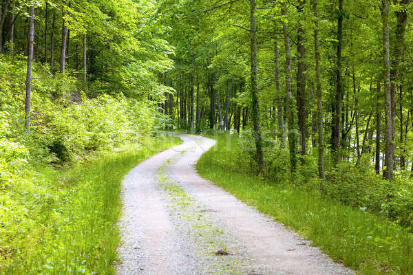 Floresta estrada estrada de cascalho oriental Kentucky primavera Foto stock © alexeys