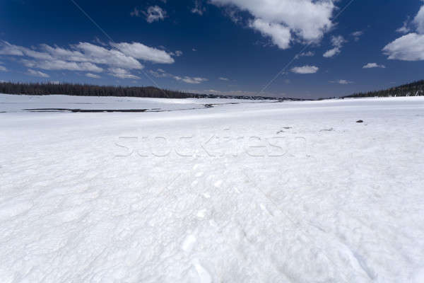 Snow Field Stock photo © alexeys
