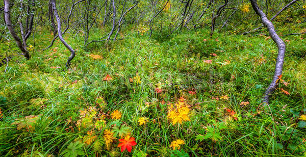 Stock photo: Islandic forest